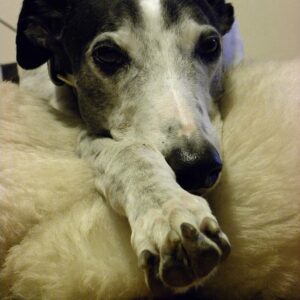 28 Pet Baskets & Goods