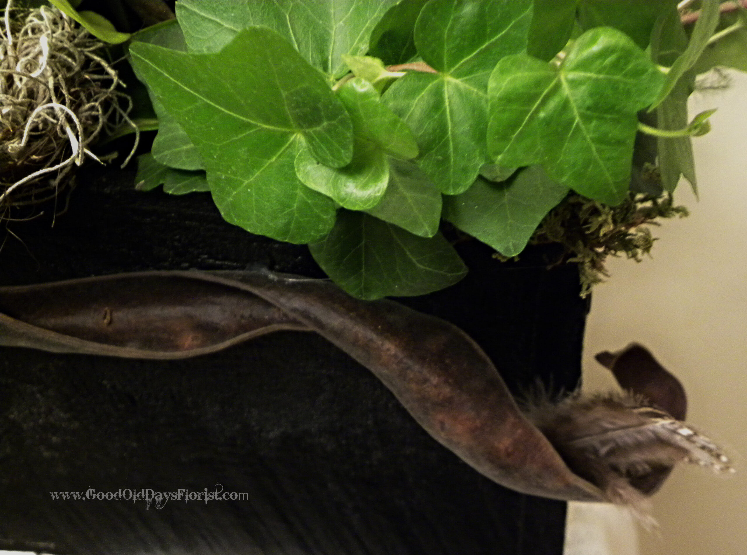 A Live Forest Bathing Garden - Image 3