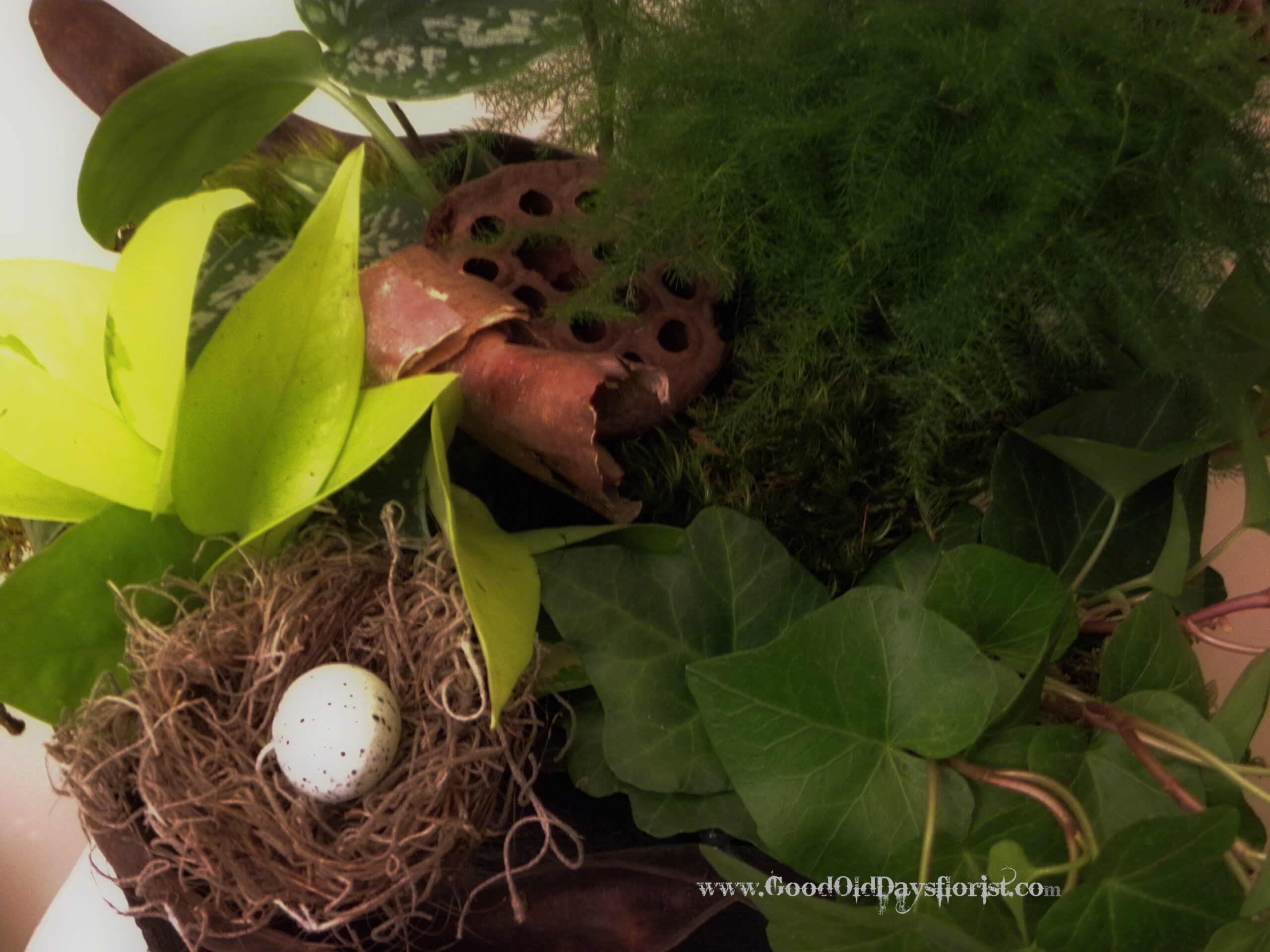 A Live Forest Bathing Garden - Image 4