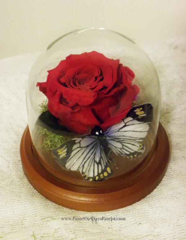 red rose preserved