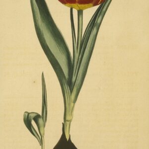 19 Silk Flowers & Decor