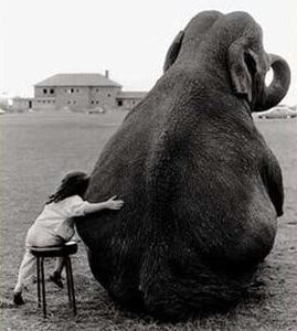 09 Flowers for a Cause